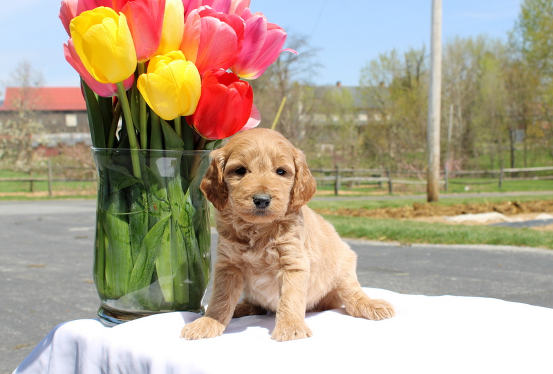 puppy, for, sale, Mini Goldendoodle F2, Matthew B. Stoltzfus, dog, breeder, Gap, PA, dog-breeder, puppy-for-sale, forsale, nearby, find, puppyfind, locator, puppylocator, aca
